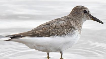 Temminck`s Stint