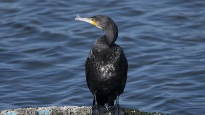 Great Cormorant