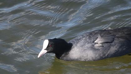 Eurasian Coot