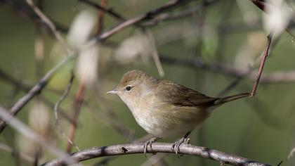Garden Warbler