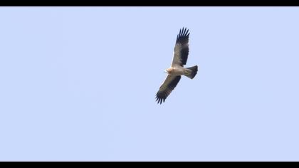 Booted Eagle