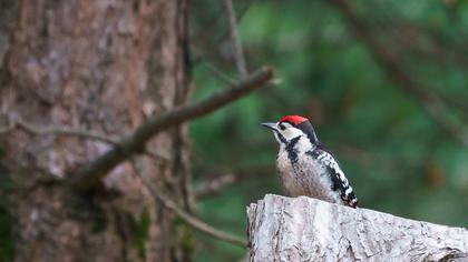 Syrian Woodpecker