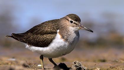 Common Sandpiper