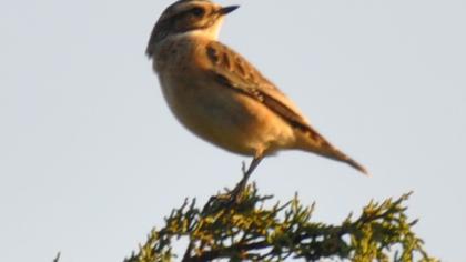 Whinchat