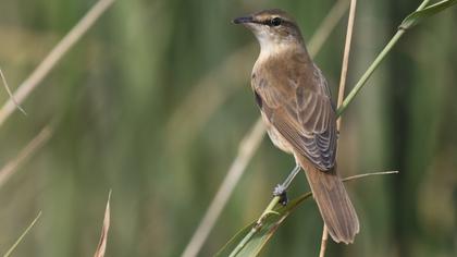 Great Reed Warbler