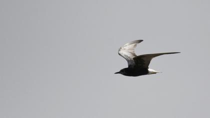 White-winged Tern