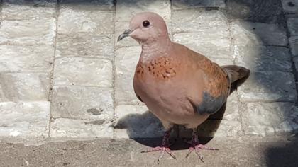 Laughing Dove