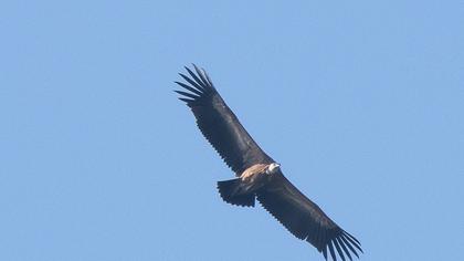 Griffon Vulture