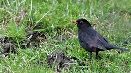 Common Blackbird