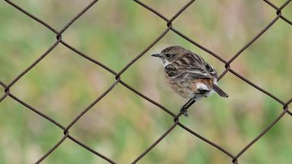 European Stonechat