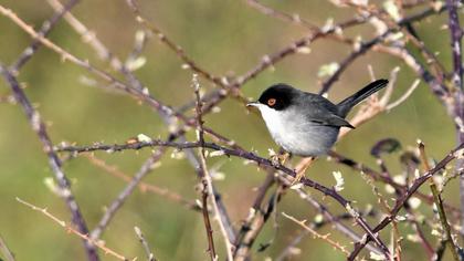 Sardinian Warbler