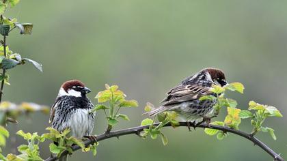 Spanish Sparrow