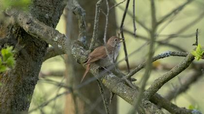 Common Nightingale