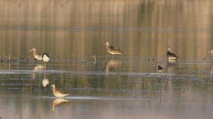 Black-tailed Godwit