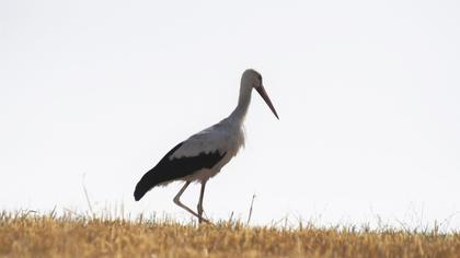 White Stork