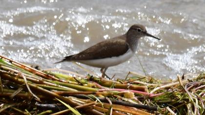 Common Sandpiper