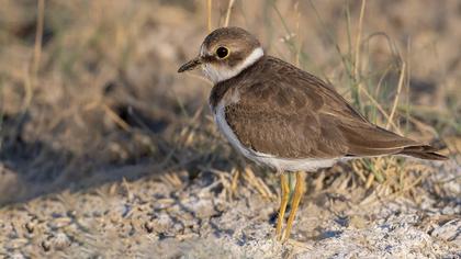 Little Ringed Plover