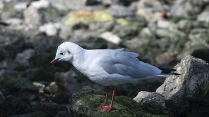 Black-headed Gull