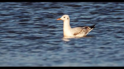 Slender-billed Gull