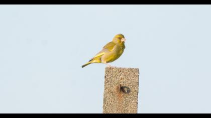 European Greenfinch