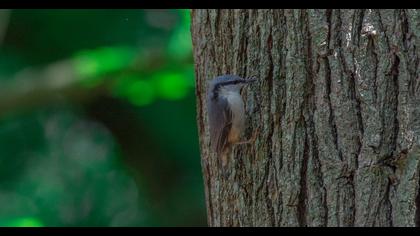 Eurasian Nuthatch