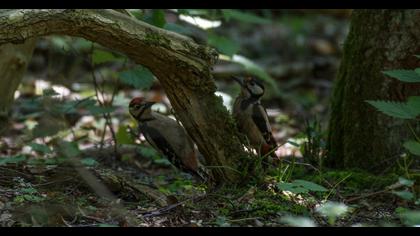 Great Spotted Woodpecker