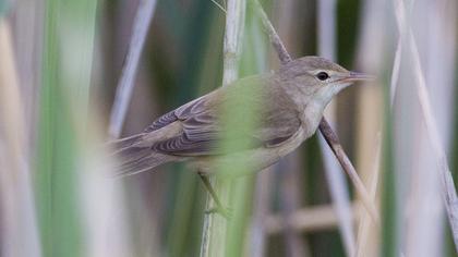 Marsh Warbler