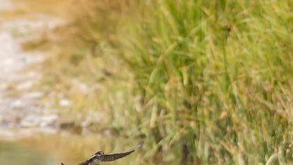 Sand Martin