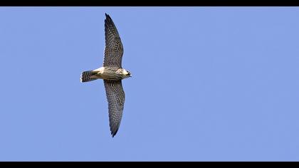Eurasian Hobby