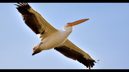 Great White Pelican