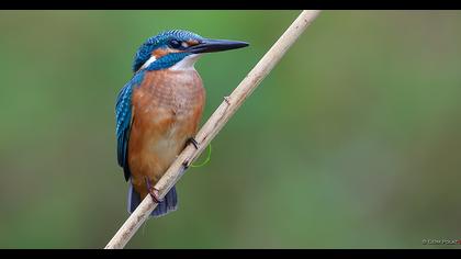 Common Kingfisher