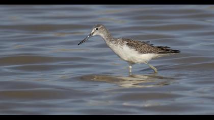 Marsh Sandpiper