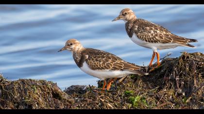 Ruddy Turnstone