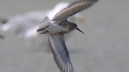 Dunlin