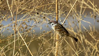 Eurasian Tree Sparrow