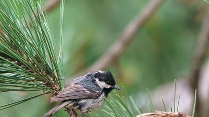 Coal Tit