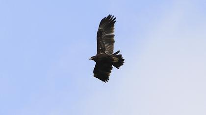 Greater Spotted Eagle