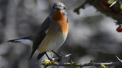 Red-breasted Flycatcher
