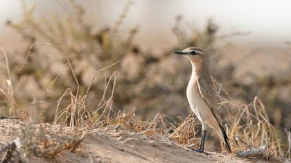 Isabelline Wheatear