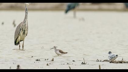 Marsh Sandpiper