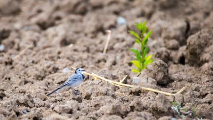 White Wagtail