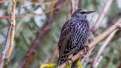 Common Starling