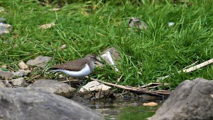 Common Sandpiper