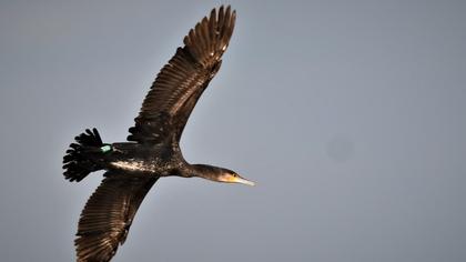 Great Cormorant