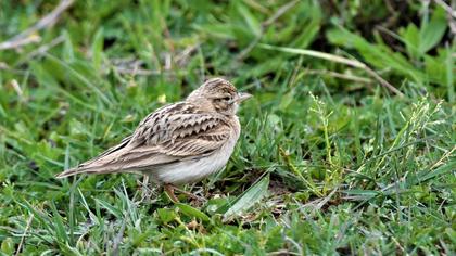Greater Short-toed Lark