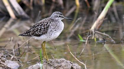 Wood Sandpiper