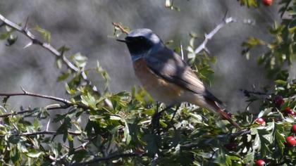 Common Redstart