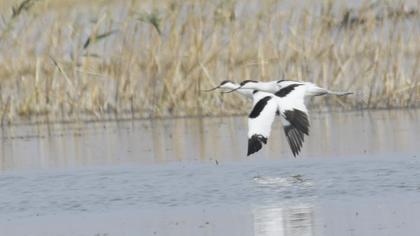 Pied Avocet