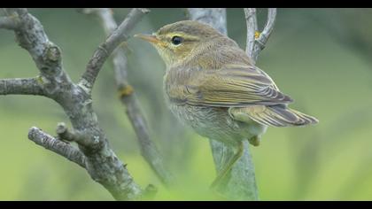 Willow Warbler