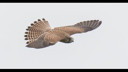Common Kestrel